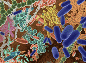 Microbiome-Blog-Image-424x311-1