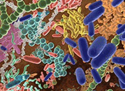 Microbiome-Blog-Image-424x311-1
